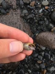 Mollusca
