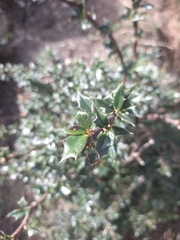 Berberis ilicifolia