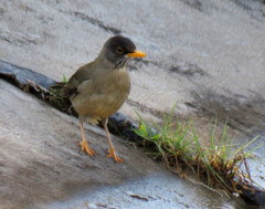 Turdus falcklandii