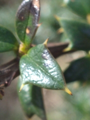 Berberis ilicifolia