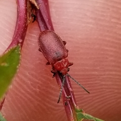 Tricholochmaea cavicollis