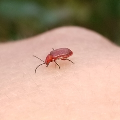 Tricholochmaea cavicollis