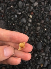 Nucella