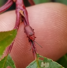 Tricholochmaea cavicollis