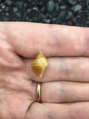 Nucella