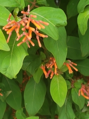 Bombus impatiens image