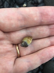 Nucella