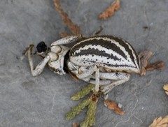 Ophryastes speciosus