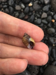 Nucella
