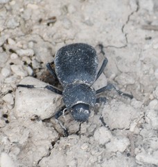 Stenomorpha obliterata