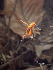 Labeninae