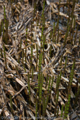 Equisetum fluviatile
