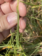 Euthamia gymnospermoides