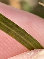 Euthamia gymnospermoides
