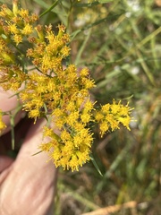 Euthamia gymnospermoides