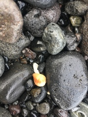 Caenogastropoda