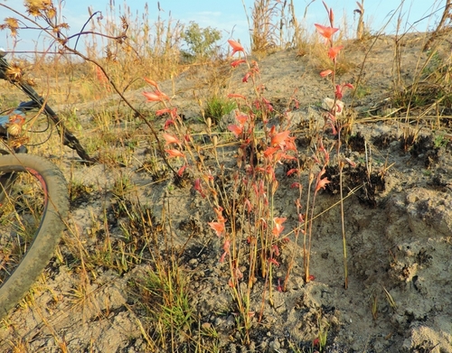 Gladiolus melleri image