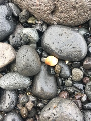 Caenogastropoda