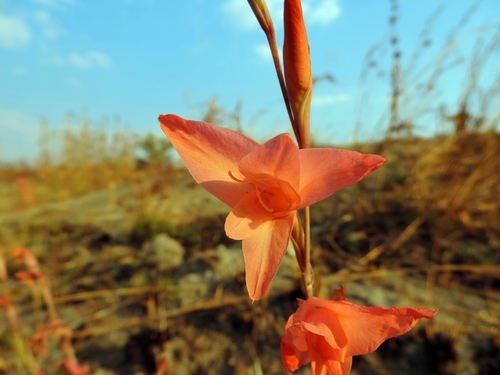 Gladiolus melleri image