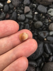 Caenogastropoda