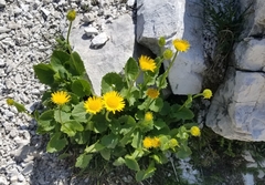 Doronicum columnae