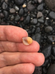 Caenogastropoda