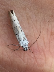 Enaemia basistriga