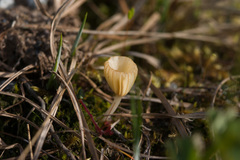 Lichenomphalia umbellifera image