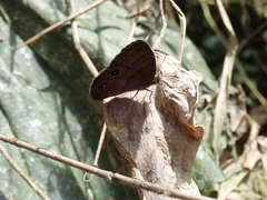 Hermeuptychia harmonia