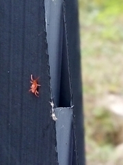Allothrombium fuliginosum
