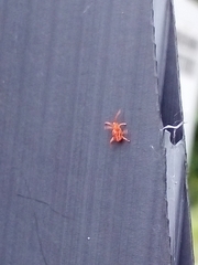 Allothrombium fuliginosum