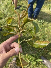 Potamogeton amplifolius