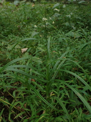 Scirpus polyphyllus