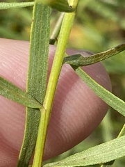 Euthamia gymnospermoides