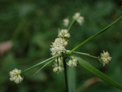Scirpus polyphyllus