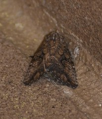 Abrostola microvalis