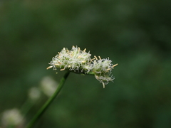Scirpus polyphyllus