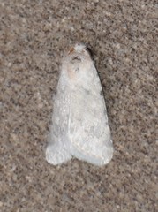 Leucocnemis perfundis