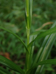 Scirpus polyphyllus