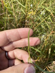 Euthamia gymnospermoides