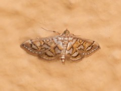 Pseudopyrausta marginalis