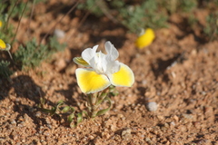 Moraea serpentina