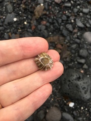 Balanidae
