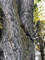 Tamiasciurus hudsonicus