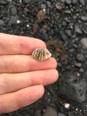Balanidae