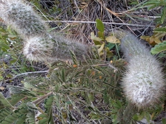 Cereeae