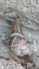 Helix lucorum