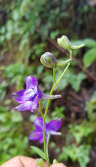 Delphinium pedatisectum
