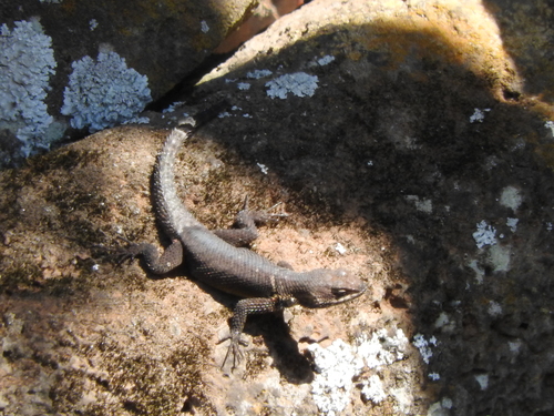 Duges' Spiny Lizard