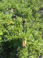 Searsia crenulata